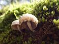 Moss and fungi, New England National Park IMGP1325